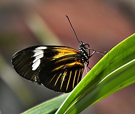 蝴蝶,黑色黃色白色,關閉