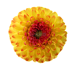 嬌琴紗,開花,黃色