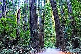 紅杉國家公園,加利福尼亞州,美國
