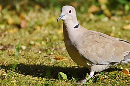 鴿子,鳥(niǎo),捉住了