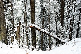 冬季,森林,雪