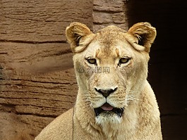 獅子,動物園,捕食