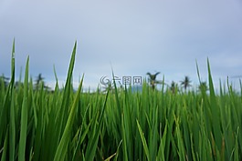 熱帶,巴厘島,印度尼西亞