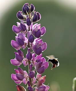羽扁豆,羽扇豆,蜜蜂