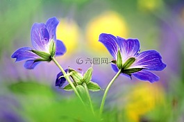 花,鮮花,夏季