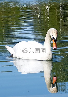 天鹅,镜像图像,水禽