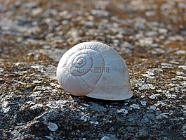 蝸牛,螺旋,石