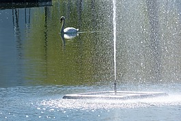 水游戲,噴泉,天鵝