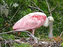鳥,條例草案,羽毛