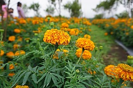 花,熱帶,黃色