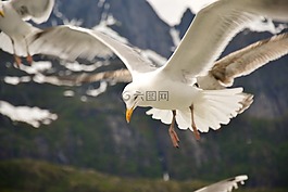 海鷗,天空,鳥