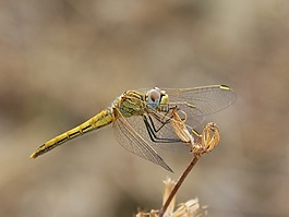 蜻蜓,黃蜻蜓,詳細(xì)