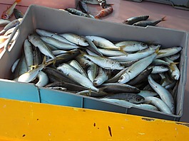 捕魚,端口,魚