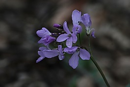 鮮花,性質(zhì),俄羅斯