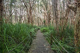 公園,樹(shù),路徑