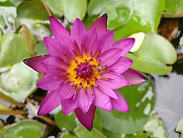 百合,春天,粉紅色
