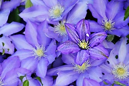 紫色花,美麗,花瓣