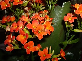 våreld,花卉,橙色