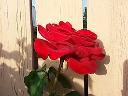 紅玫瑰,花,盛開