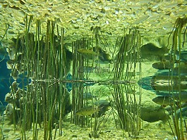 水族館,魚,鏡像