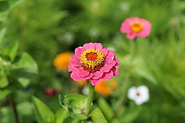 花,開花,草地