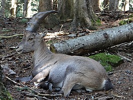 动物,自然,ibex