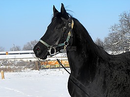 馬,mare,種馬