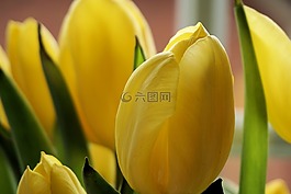 鮮花,郁金香,植物群