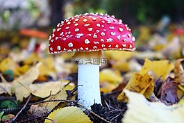 鵝膏菌,蘑菇,森林