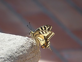 蝴蝶,昆蟲,自然
