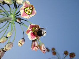 熊蜂,花,天空