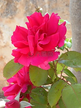 玫瑰,粉紅色,花