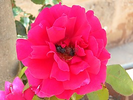 玫瑰,開(kāi)花,花