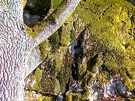 moss,石,樹