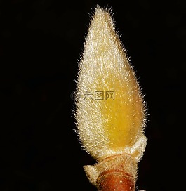 牧场,褪色柳,开花