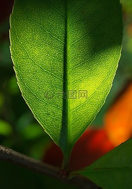 葉,大自然,綠色