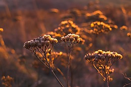 秋,干花,草甸