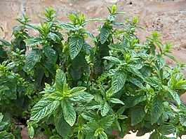 薄荷,草藥,草藥植物