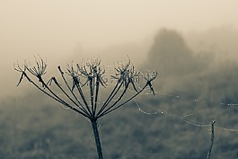 蜘蛛網(wǎng),滴,羅莎