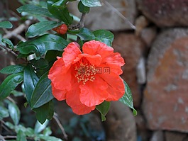 石榴,開花,石榴開花