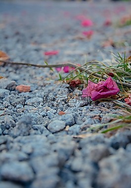 地面,花卉,鮮花