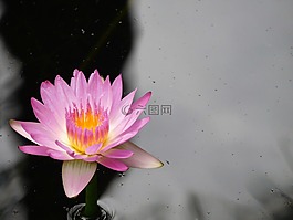 水百合,紫色睡蓮,自然