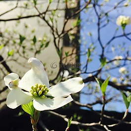春,鮮花,性質(zhì)