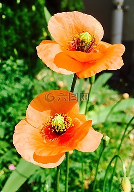 性質(zhì),花園,春