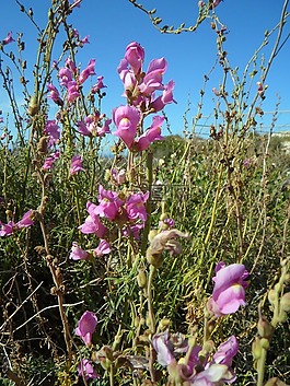 loewenmaeulchen,野生,鮮花