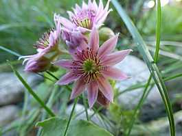 debelets,花,草