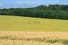 谷物,由柴塔尼亞 k,玉米田
