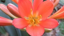 花,花粉,花園