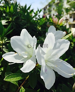 性質(zhì),白花,春