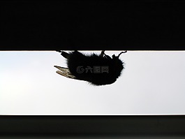 過(guò)敏的,過(guò)敏,攪擾